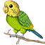 Budgie Network
